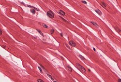 <p>muscle that’s branching, striated, generally uninucleate cells that interdigitate at</p><p class="p1"><span>specialized junctions</span></p>