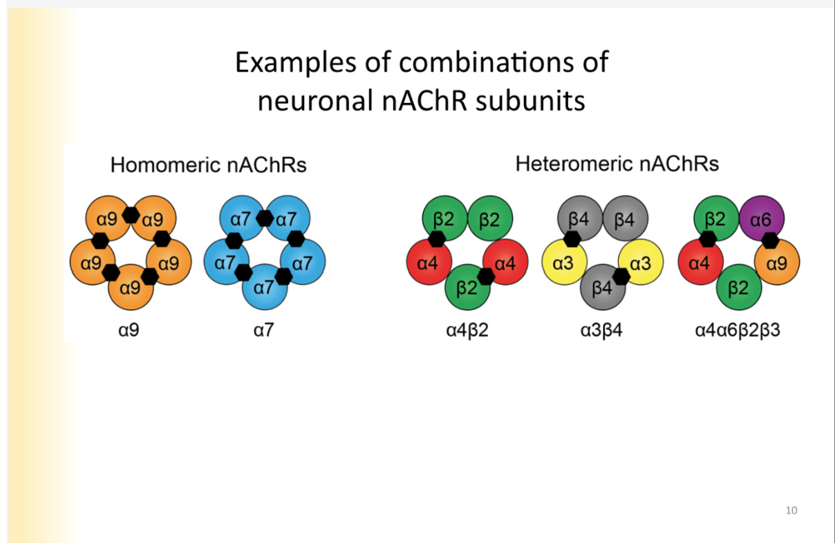 <p>Homomeric nACHR’s - all made of the same subunits </p><p>heteromeric- not all of the subunits are the same </p><p>*still have to have 2 alphas</p><p></p>