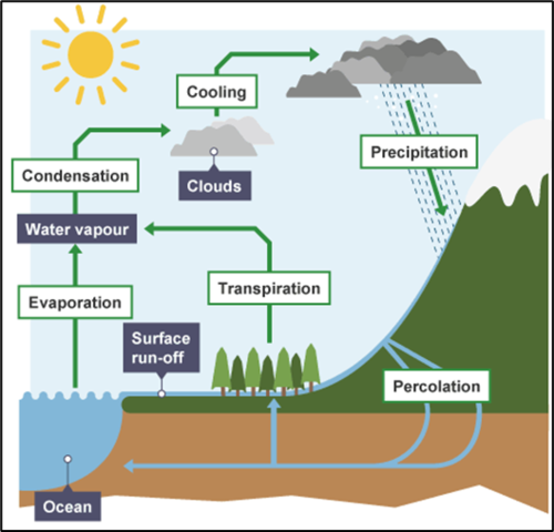 <ol>
<li>Energy from the sun evaporates water from sources such as lakes and oceans - transpiration also releases water vapour </li>
<li>Water vapour rises, cools and condenses, forming clouds </li>
<li>Precipitation occurs </li>
<li>Water is absorbed by the soil and taken up by roots - some is used in photosynthesis or becomes part of the plant, entering the food chain</li>
<li>Excretion returns water to the soil </li>
<li>Surface runoff returns to streams, rivers and eventually the sea</li>
</ol>