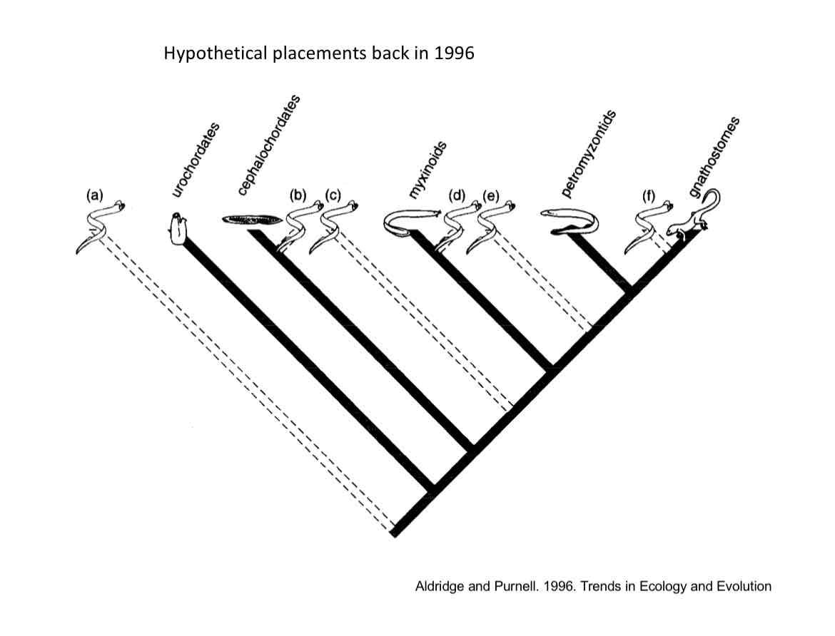 <p>Ignoring the placement of Conodonts. What is wrong with this phylogeny?</p>