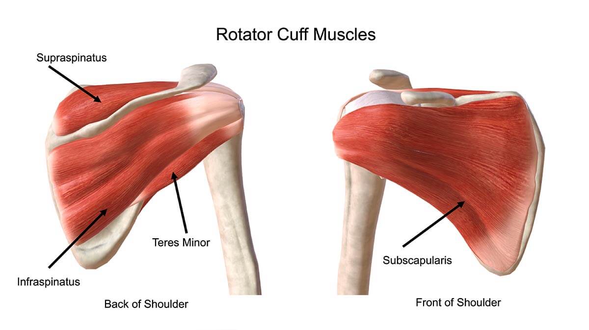 <p>Rotator cuff group (mnemonic: “SITS”): list the 4 muscles</p>