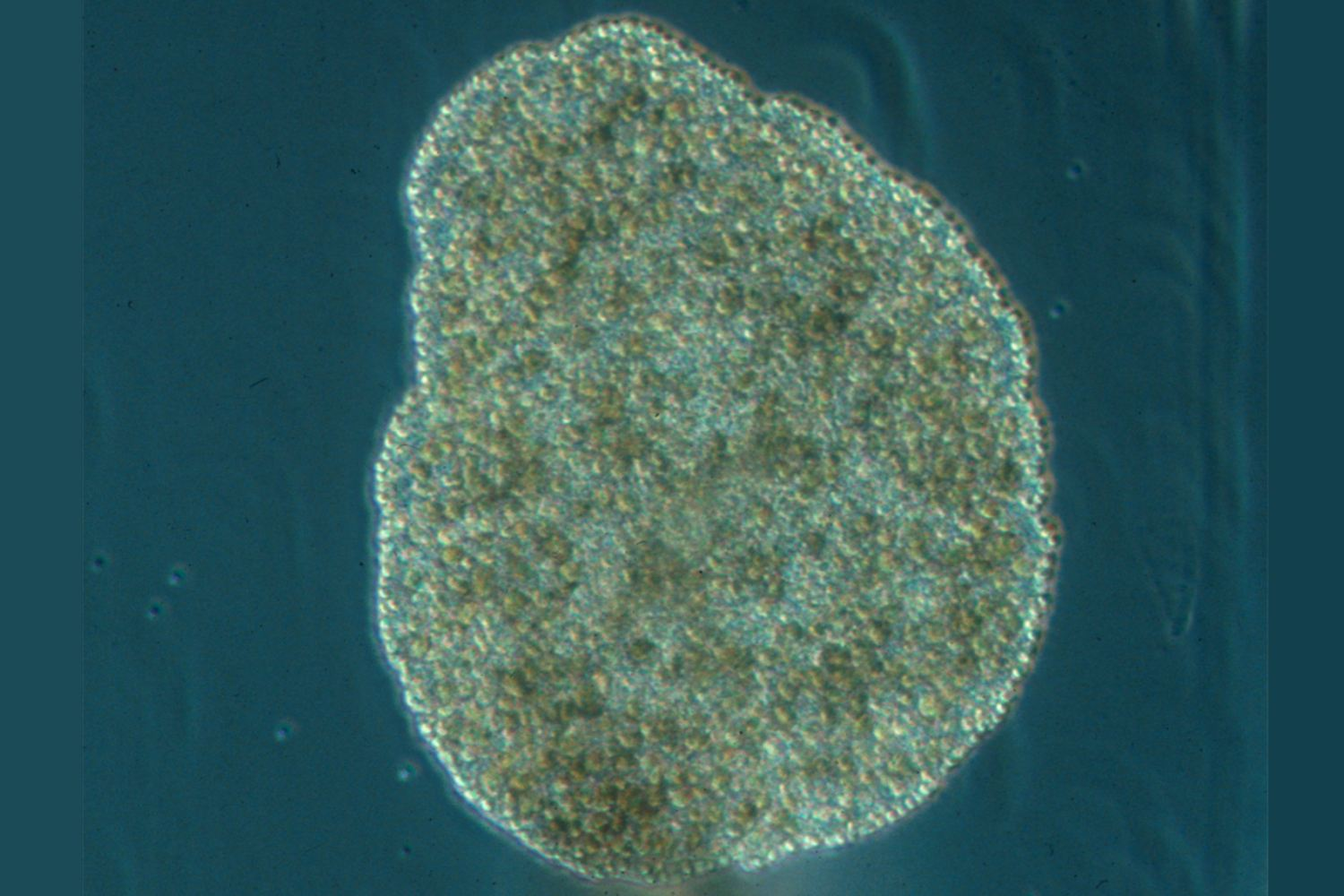 <p>lack true tissue</p><p>sponges</p><p>asymmetry&nbsp;</p><p>includes phylum’s placozoa and porifera&nbsp;</p><p>only one species <em>trichoplax adhaerens</em></p>