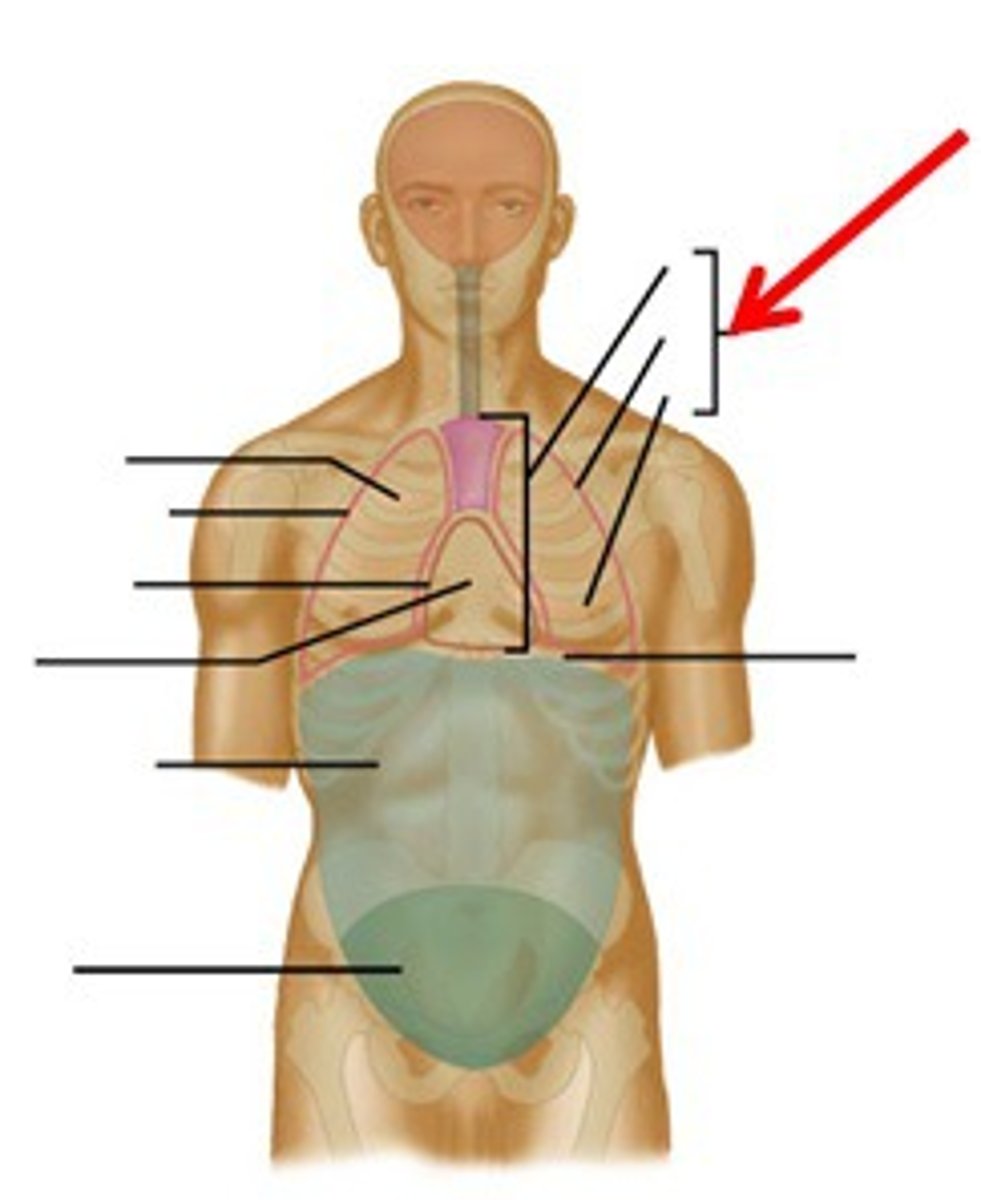 <p>from diaphragm to neck, houses pericardium and mediastinum</p>