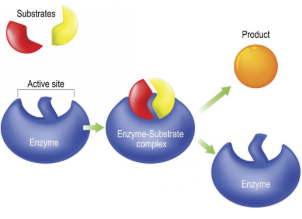 <p>Reactant that binds to an enzyme</p>