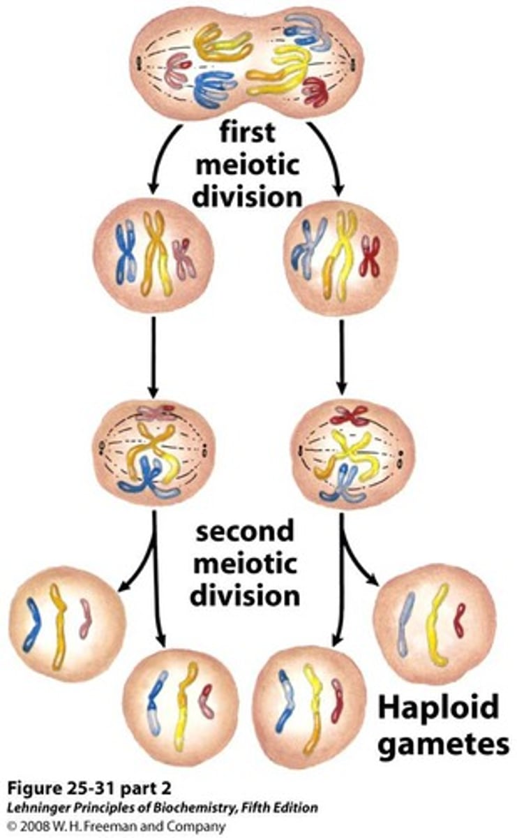 <p>Meiosis II division. Similar to mitosis it results in the separation of sister chromatids</p><p>- Number of copies of chromosomes remains the same</p>