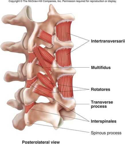 <p>Deepest Back: stabilize spine, small movements</p><p>O/I: btwn TPs L5-C1</p><p>A: rotation</p>