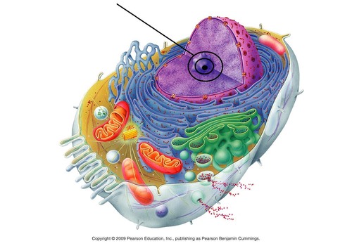 <p>A dark staining part of the nucleus, called the nucleolus</p>