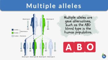 <ul><li><p>Most genes have more then two alleles in a population<br>The <strong><em><u>ABO blood groups</u></em></strong> in humans are determined by three alleles:</p><ul><li><p><strong><u>I^A, I^B, and i</u></strong></p></li></ul><p>-Both<strong> <u>I^A, I^B</u></strong><u> </u>alleles are dominant to the i allele<br>- The <strong><u>I^A, I^B</u></strong> alleles are codominant to each other</p></li><li><p>Blood type O is the most abundant</p></li><li><p>Blood type O: no glycoproteins, immune system produces antibodies against blood type A and B when exposed to it. It can only received from blood type O but can give to all the other blood types.</p></li><li><p>Blood type A: type A glycoprotein, antigen on the surface of the cell, immune system will produce <strong><u>antibodies</u> </strong>(proteins produced by white blood cells to fight other foreign proteins) against blood type B when exposed to it</p></li><li><p>Blood type B: type B antigen, will produced antibodies gains foreign blood type like B when exposed to it</p></li><li><p>Blood type AB: both antigens, body will NOT produce antibodies against blood type A or V because it recognizes both proteins as self. It can received blood from any blood type but can only give to blood type AB.</p></li><li><p>Vaccines - introduced a foreign protein making the body to produced against the bacteria or virus</p></li><li><p><span>Rh factor: one benefit in simple dominance</span></p><ul><li><p><span>Rh+ (RR or Rr)</span></p></li></ul><ul><li><p><span>Rh- (rr)</span></p></li></ul></li></ul>