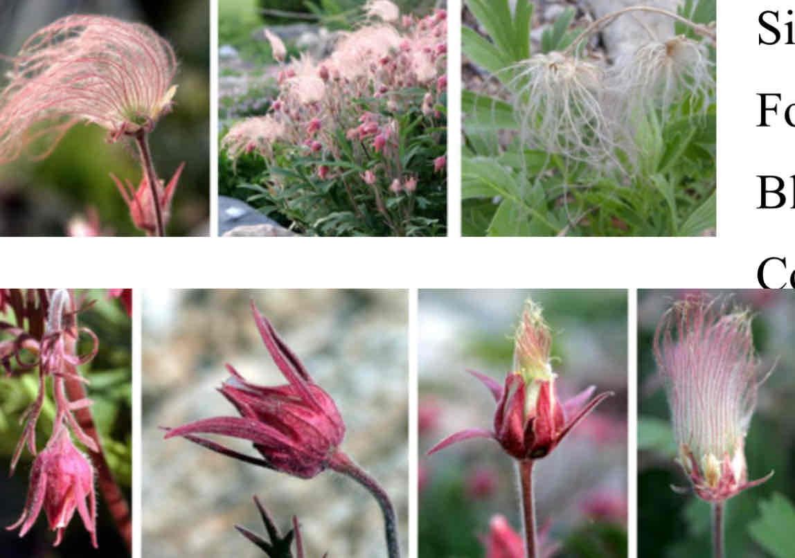 <p><span>Geum triflorum</span></p><p><span>Geum, Prairie Smoke</span></p>