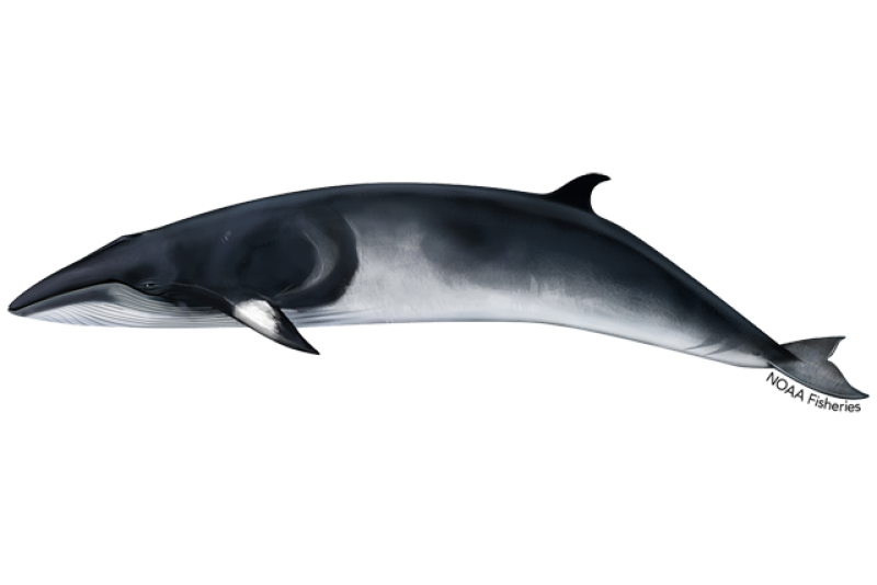 Identify the scientific name of the minke whale.