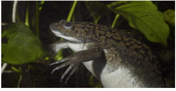 <p>Aftrican clawed frog</p>