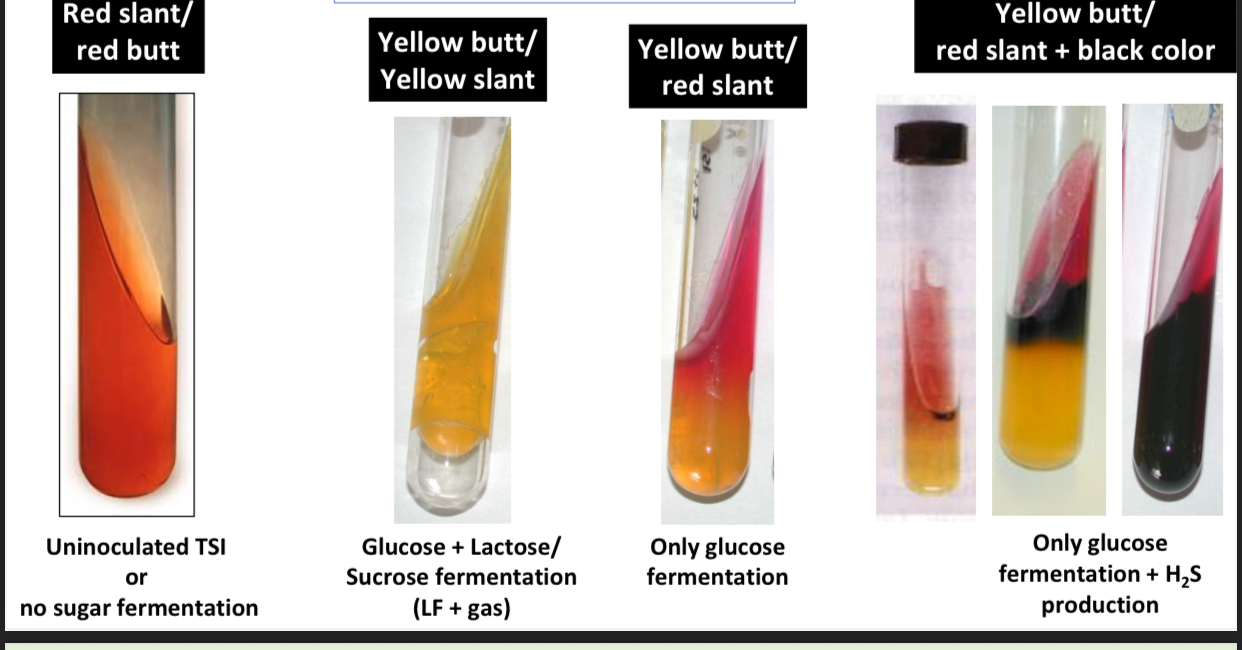 <p>Sugar Fermentation Test</p>
