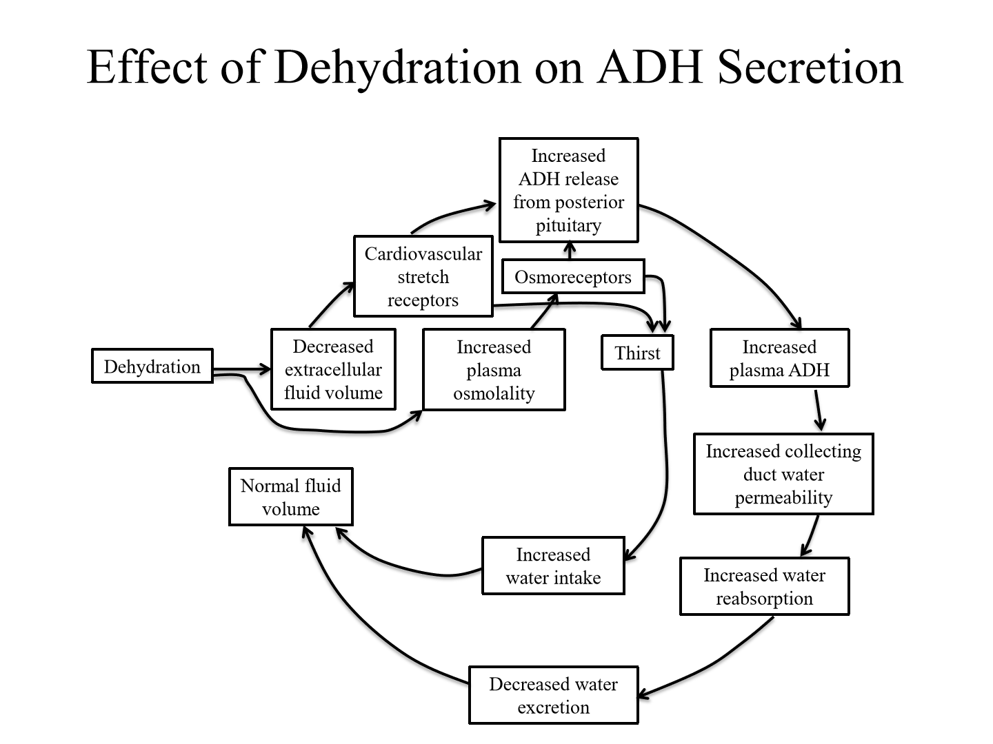 <p>1. Dehydration cause decreased extracellular fluid volume and increased osmolality</p><p>2. Baroreceptors sense decreased blood volume, osmoreceptors sense increased osmolality</p><p>3. ADH released from posterior pituitary</p><p>4. Plasma ADH increases to increase collecting duct water permeability, more water is reabsorbed and less secreted</p><p>5. Osmoreceptors also signal thirst, causing increased water intake</p>