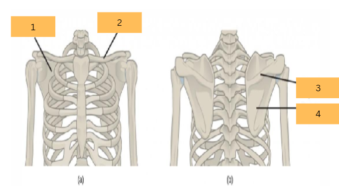 <p>What is the name of 2?</p>