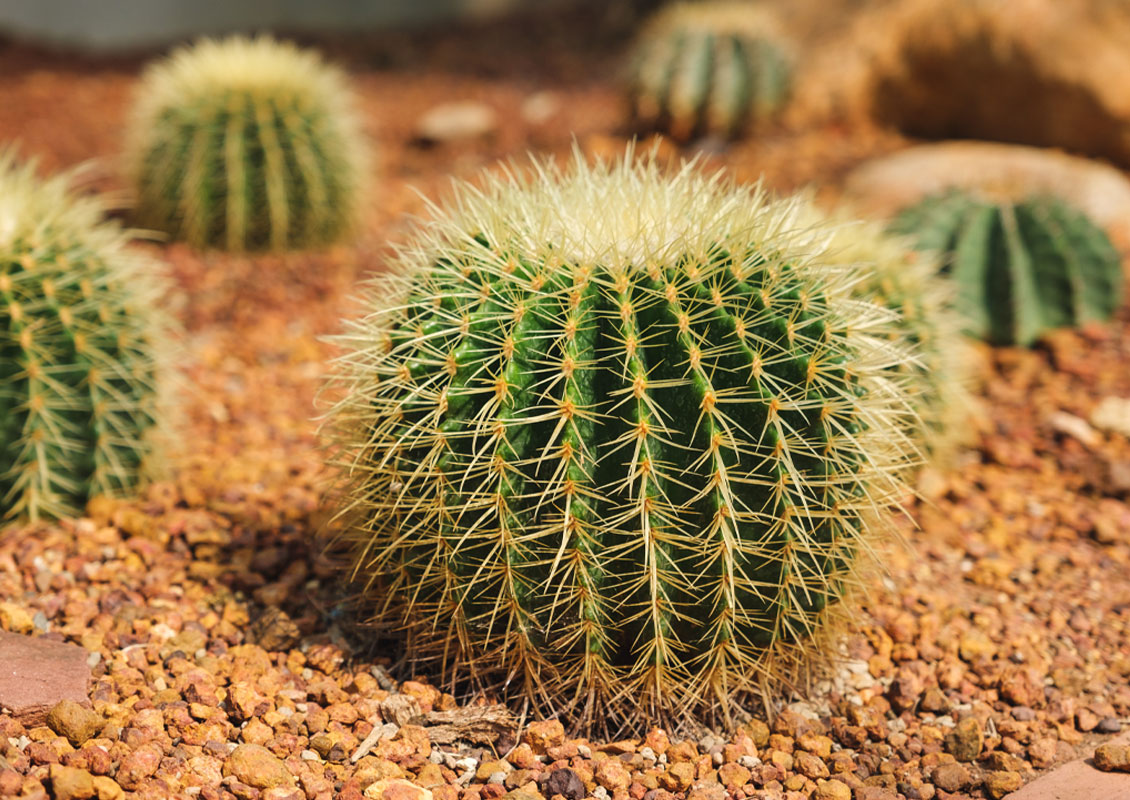 <p>Barrel Cactus</p>