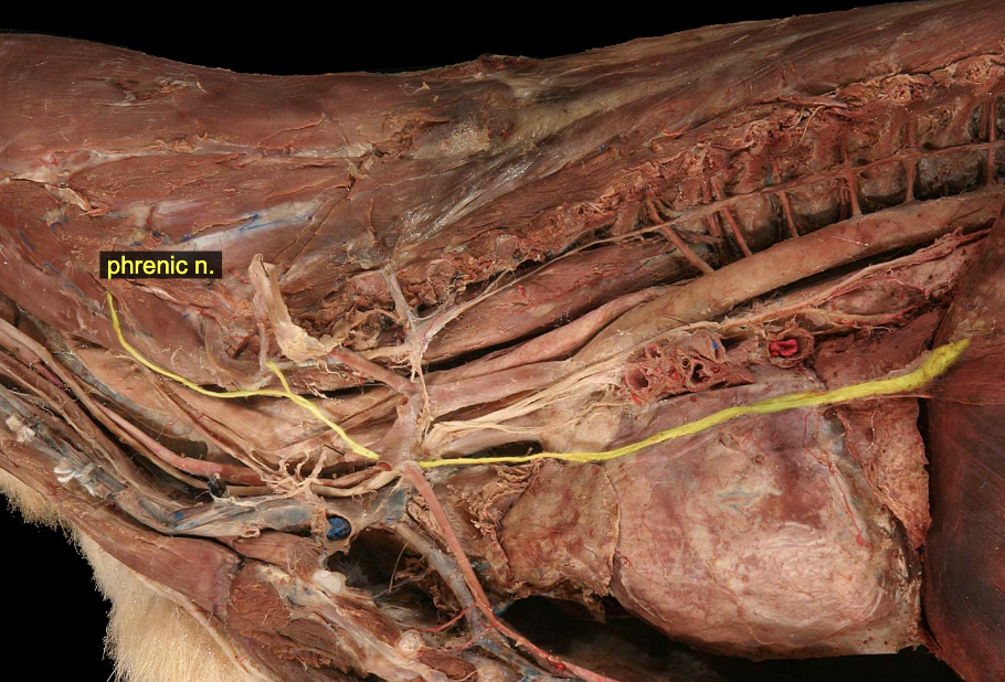 <p>Phrenic nn.</p>