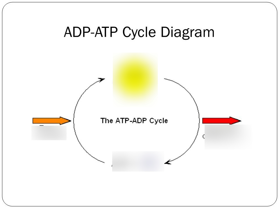 Identify the parts of the ATP cycle