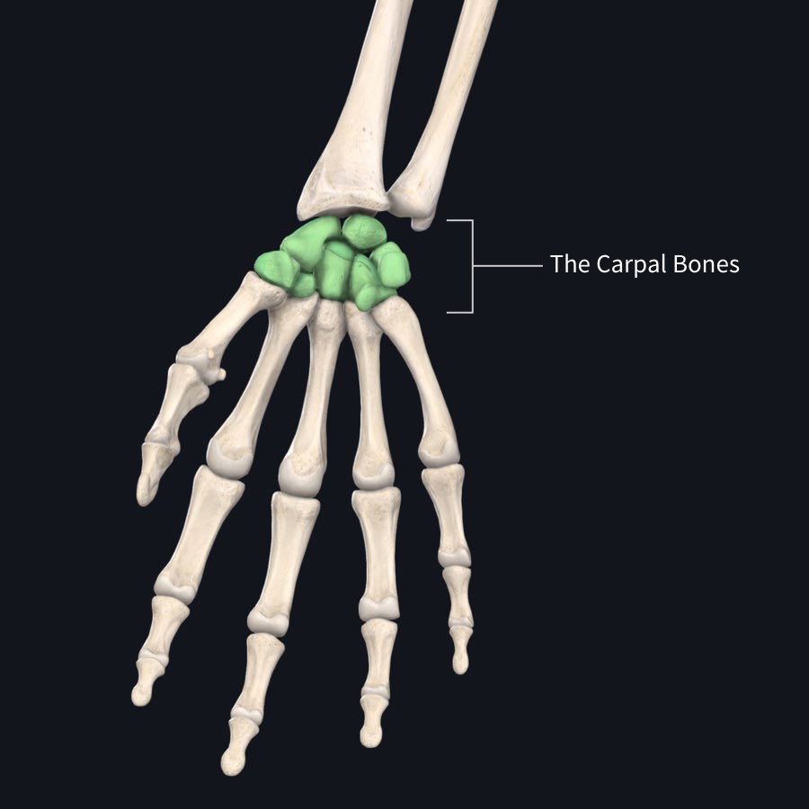 <p>wrist bones</p>