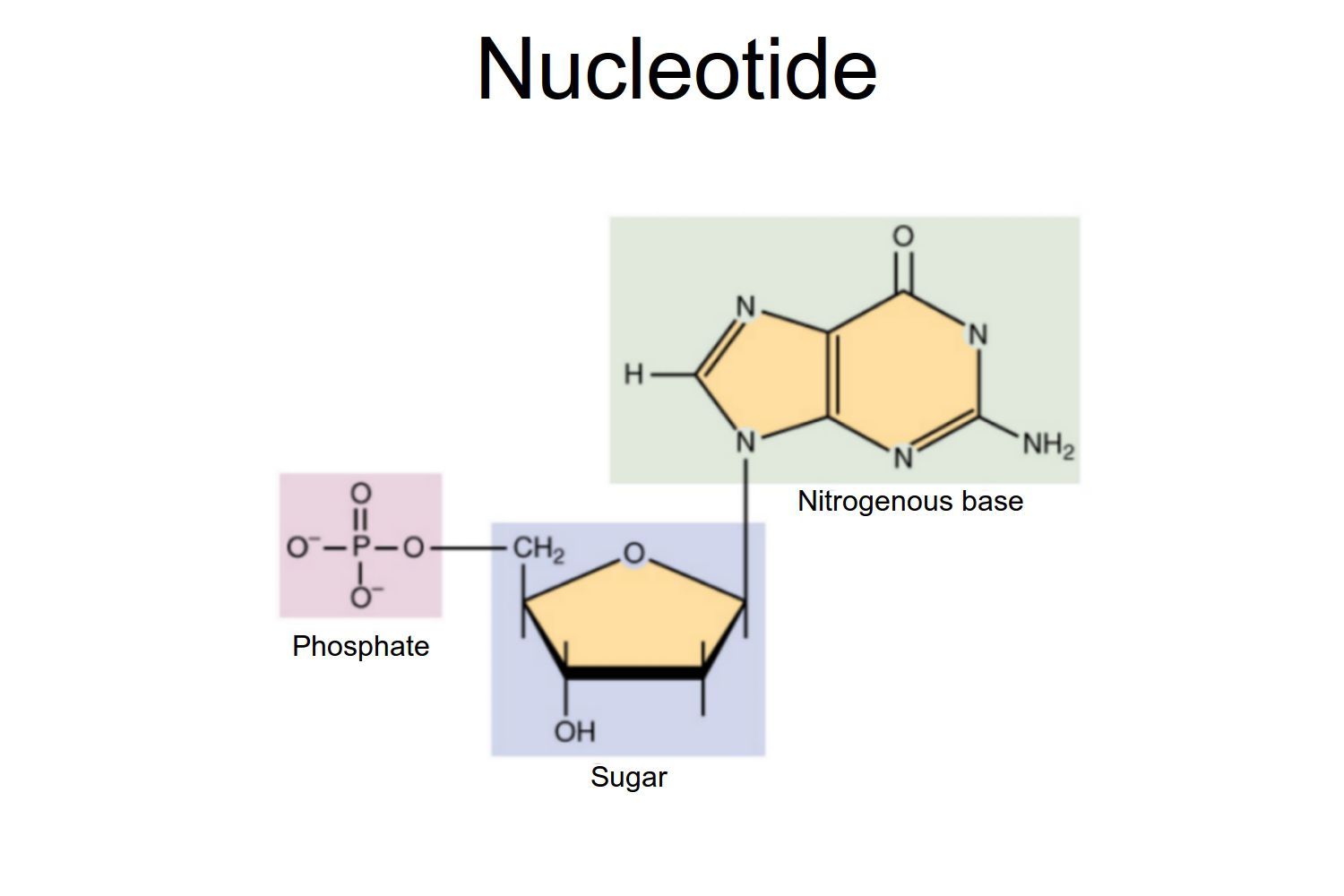 <p>composed of:</p><ul><li><p>a sugar (pentose, 5 carbon ring)</p></li><li><p>phosphate</p></li><li><p>nitrogenous base</p><p>sugar and phosphate makes the “backbone” of the DNA/RNA</p></li></ul><p></p>