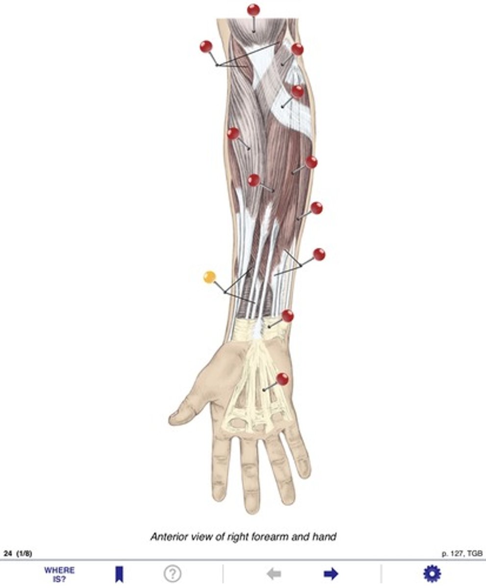 <p>Name the muscle at the yellow pin</p>