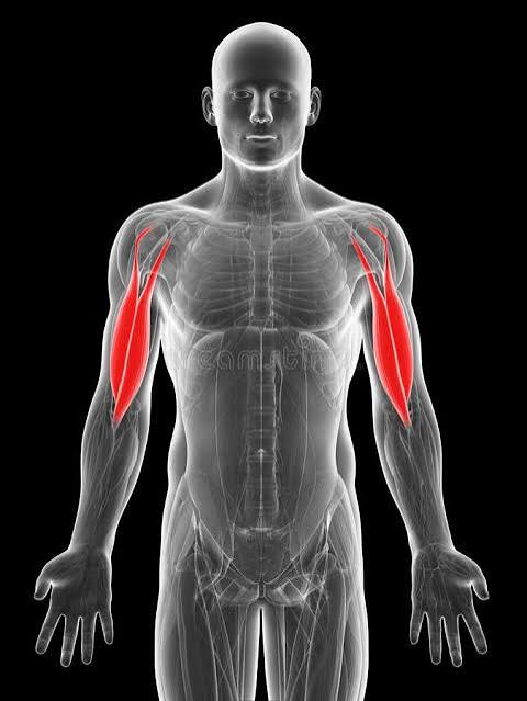 <p>What muscle is highlighted?</p>