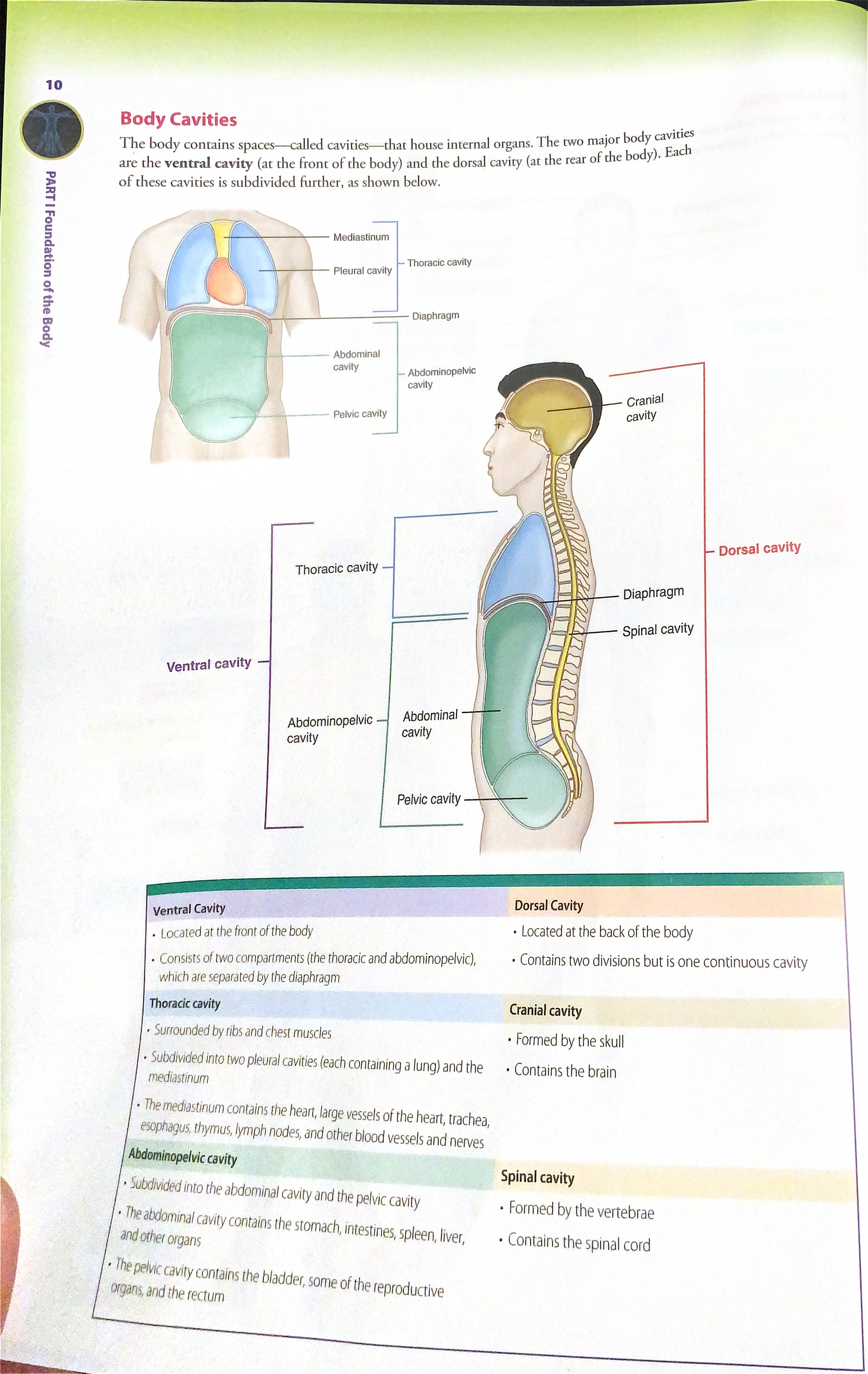 <p>Subdivided into the abdominal cavity and the pelvic cavity; contains the stomach, intestines, spleen, liver, and other organs. Contains the bladder, some of the reproductive organs, and the rectum </p>