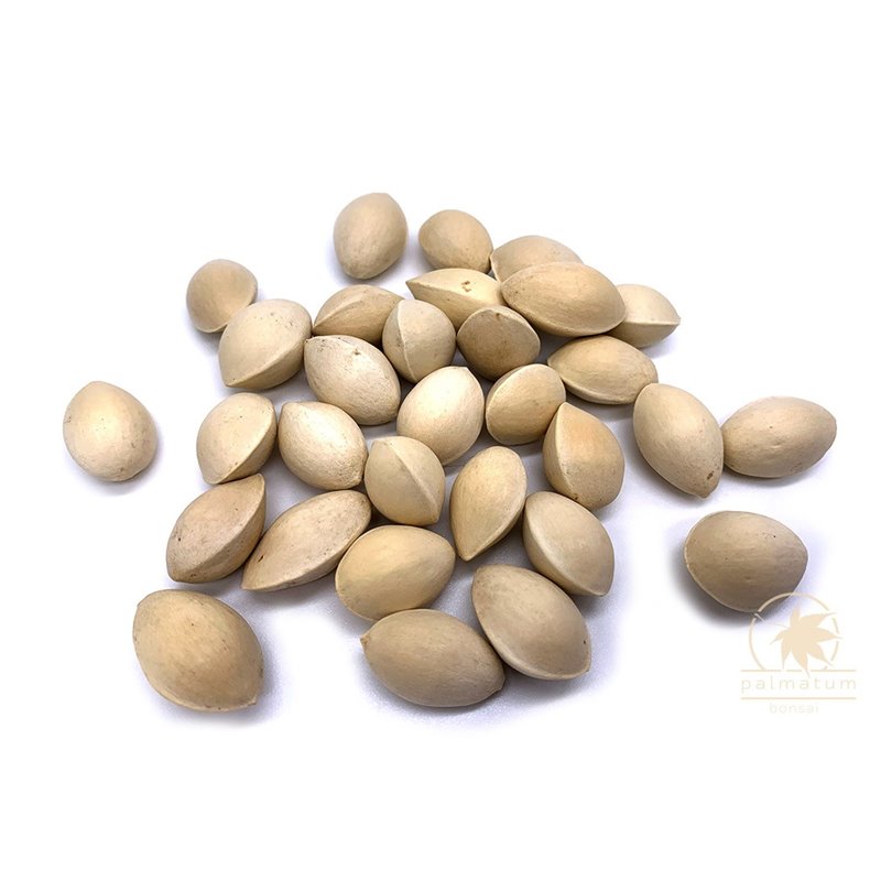 <p>Ginkgo biloba</p>