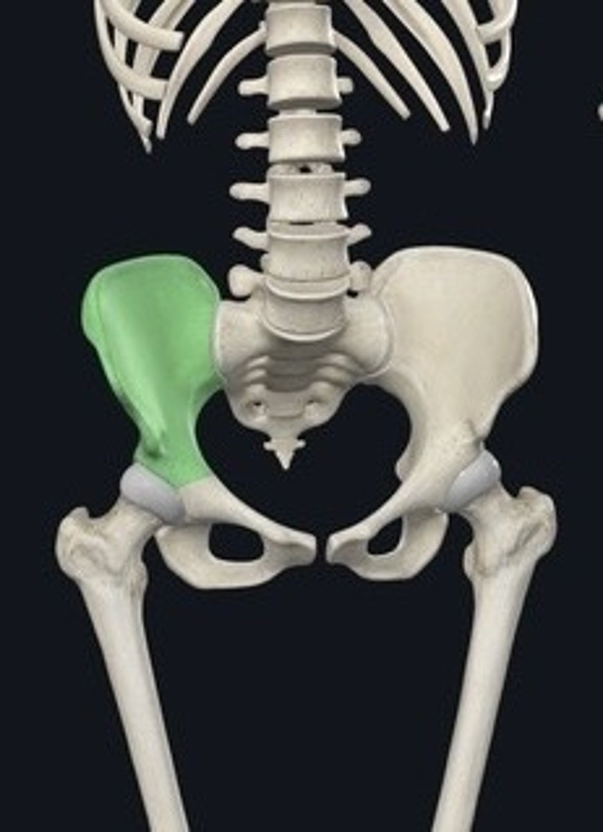 <p>Largest part of the coxal bone.</p>