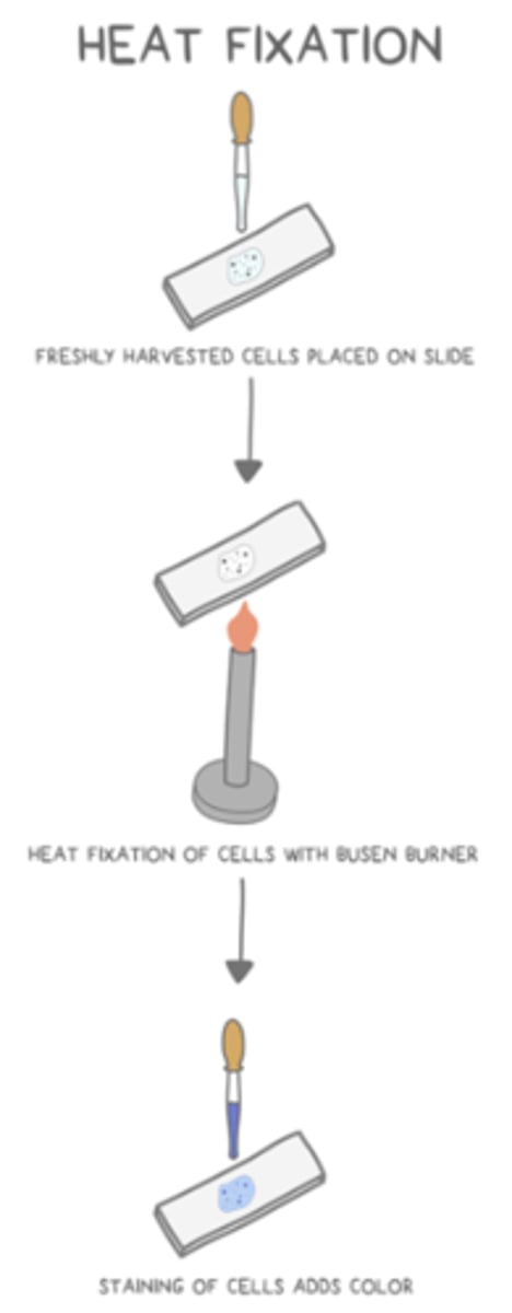 <p>living cells are placed on a slide --> the slide is passed over a flame to kill/"glue" the cells to the slide --> stain is applied</p>