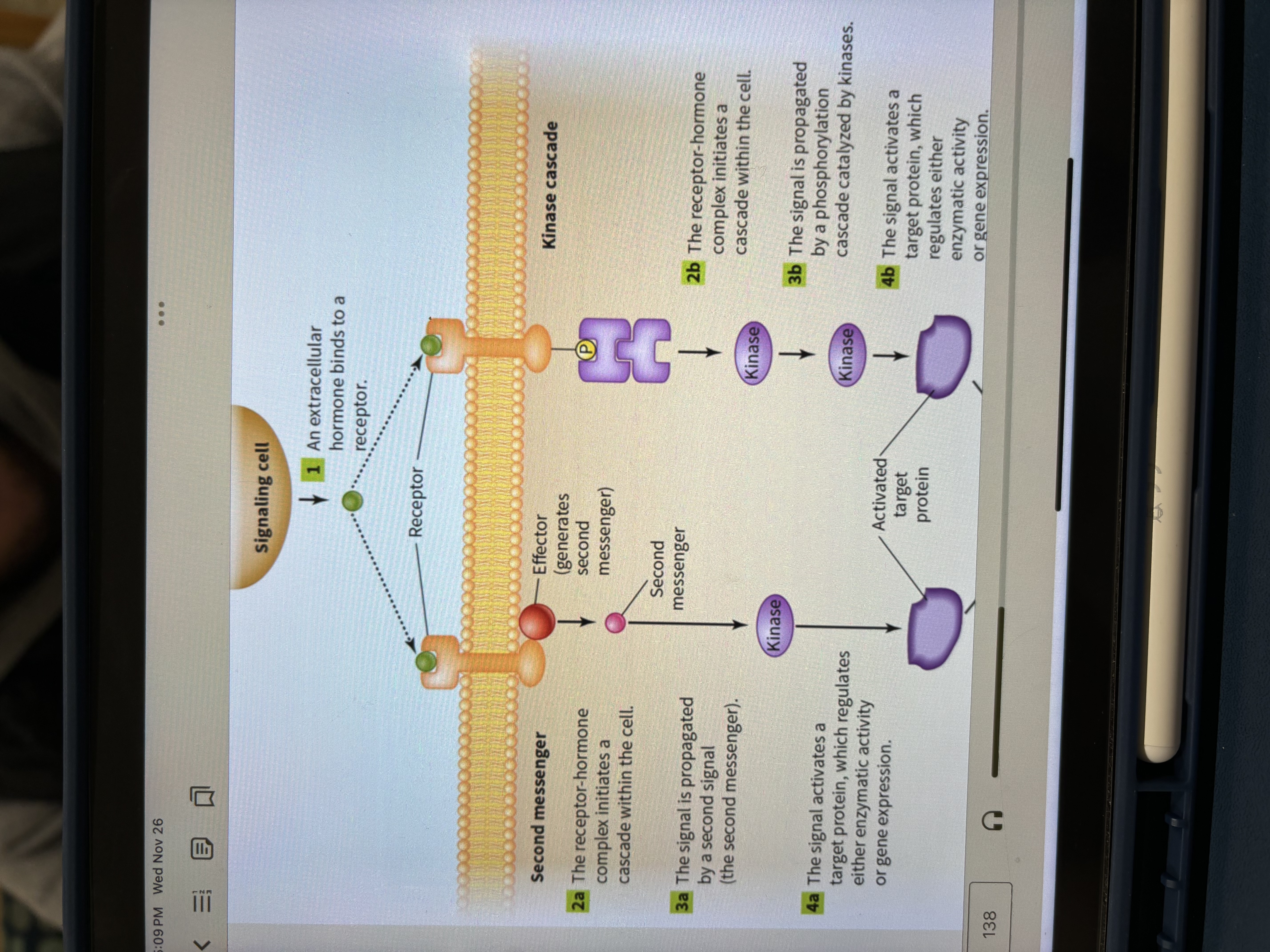 <p>The binding of a ligand to a receptor in the cells membrane. </p>