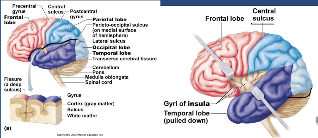 <p>the 5 lobes are frontal, parietal, occipital, temporal, insula</p><p>Central sulcus divides the frontal and parietal lobes&nbsp;</p><p>Lateral sulcus divides the frontal/parietal lobes from the temporal lobe&nbsp;</p>