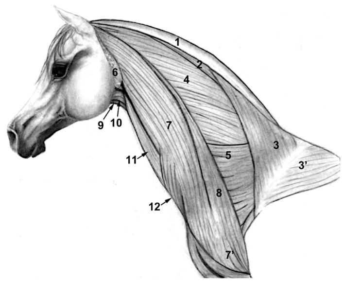 <p>Spécificité du M. omotransversarius chez le Pfd</p>
