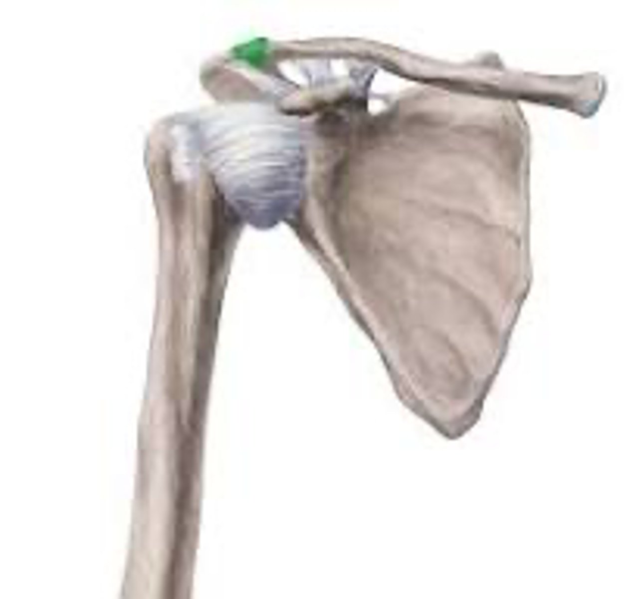 <p>Art. acromioclavicularis</p>