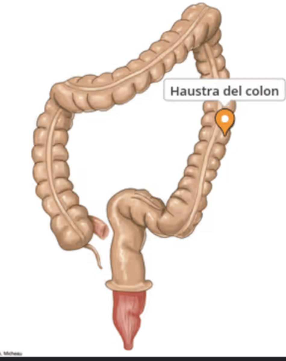 <p>To produce segmentation movements that mix intestinal contents</p>