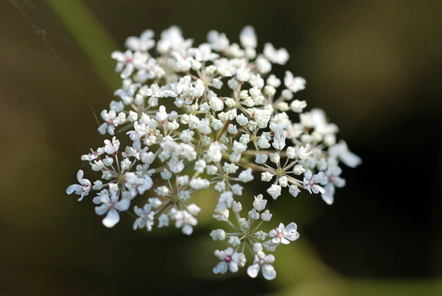 <p>Common Yarrow - <em>Achillea millefolium</em></p>