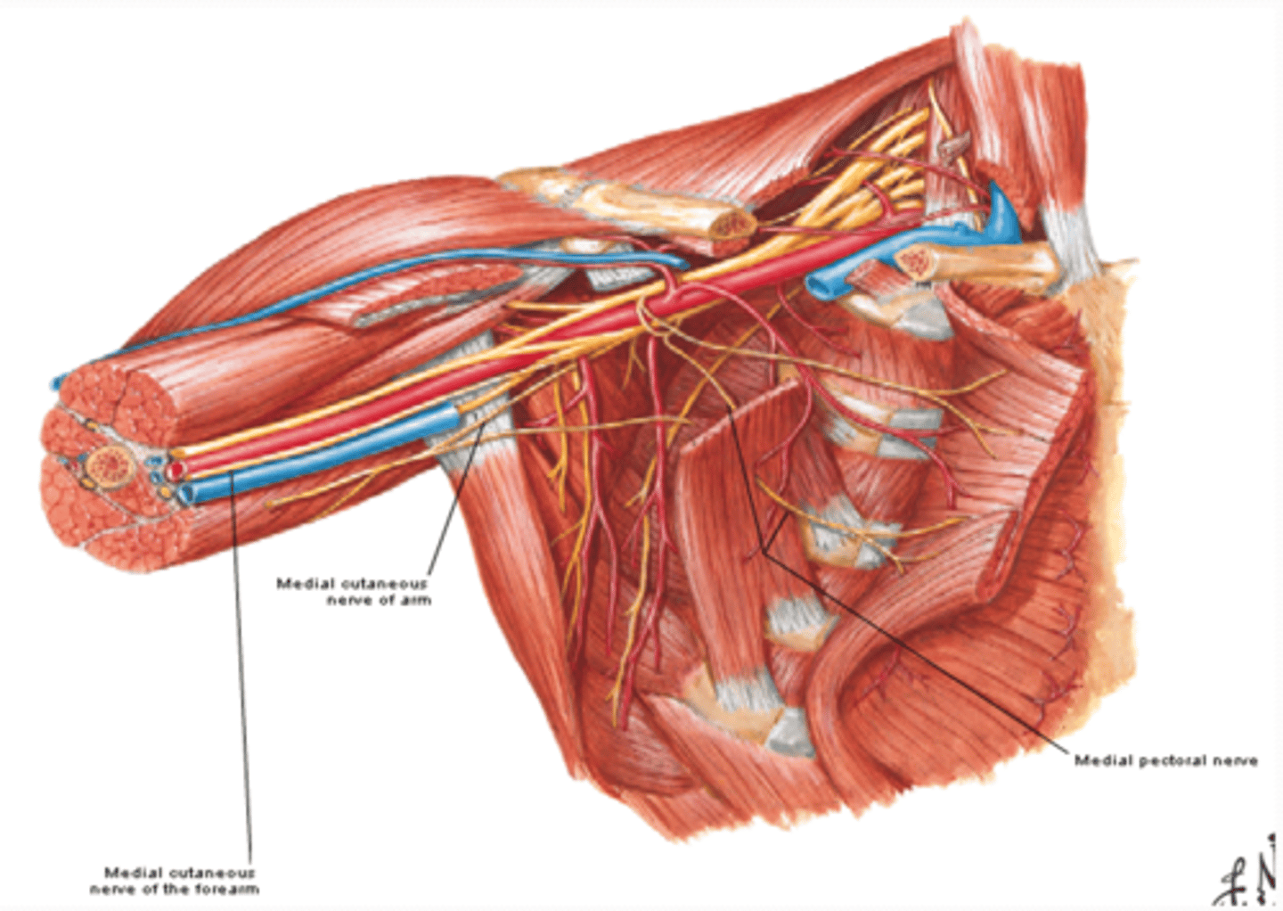 <p>-Course: pierces pectoralis minor m. to get to deep surface of pectoralis major m.</p><p>-Supply: pectoralis minor and major muscles</p>