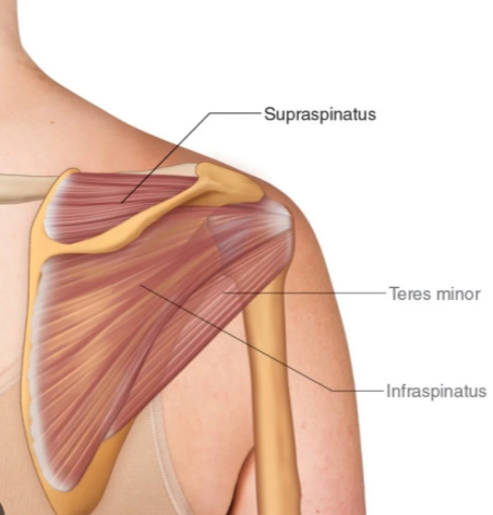 <p>Supraspinatus.</p>