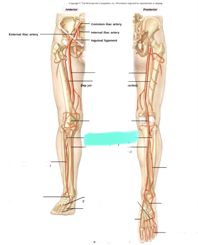 <p>Front of lego medial</p>