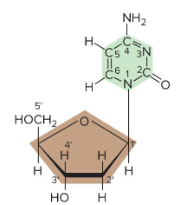 knowt flashcard image