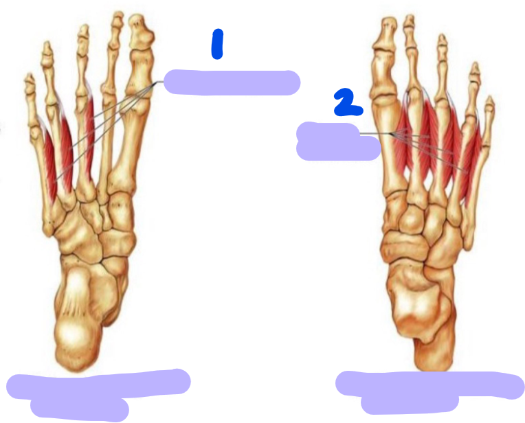 <p>identify these muscles</p>