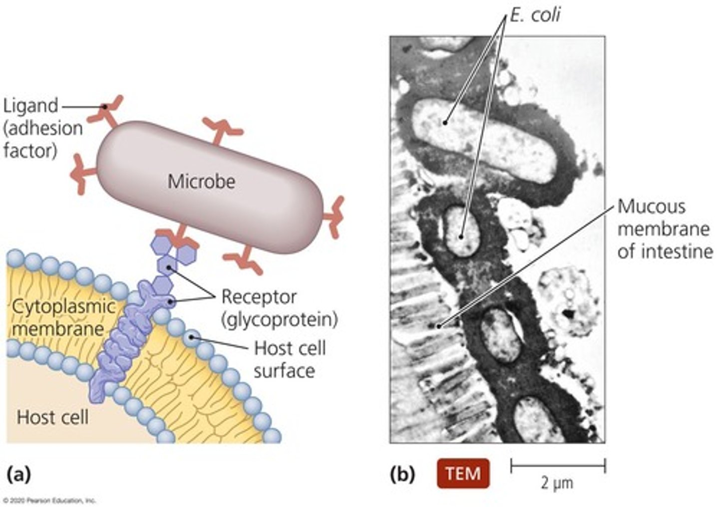 <p>Process by which microorganisms attach themselves to cells; required to establish colonies successfully within the host.</p>