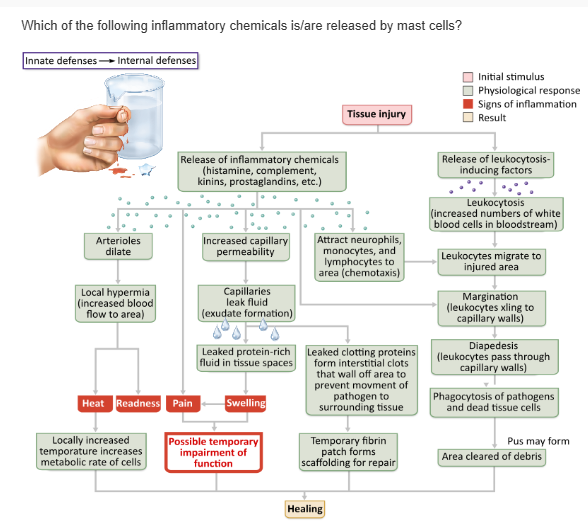<table style="min-width: 25px;"><colgroup><col style="min-width: 25px;"></colgroup><tbody><tr><td colspan="1" rowspan="1" style="margin: 0px; padding: 0.3em; position: relative;"><p>complement &nbsp; &nbsp; &nbsp; &nbsp;</p></td></tr><tr><td colspan="1" rowspan="1" style="margin: 0px; padding: 0.3em; position: relative;"><p>kinins &nbsp; &nbsp; &nbsp; &nbsp;</p></td></tr><tr><td colspan="1" rowspan="1" style="margin: 0px; padding: 0.3em; position: relative;"><p>prostaglandins &nbsp; &nbsp; &nbsp; &nbsp;</p></td></tr><tr><td colspan="1" rowspan="1" style="margin: 0px; padding: 0.3em; position: relative;"><p>histamine &nbsp;</p></td></tr></tbody></table><p></p>