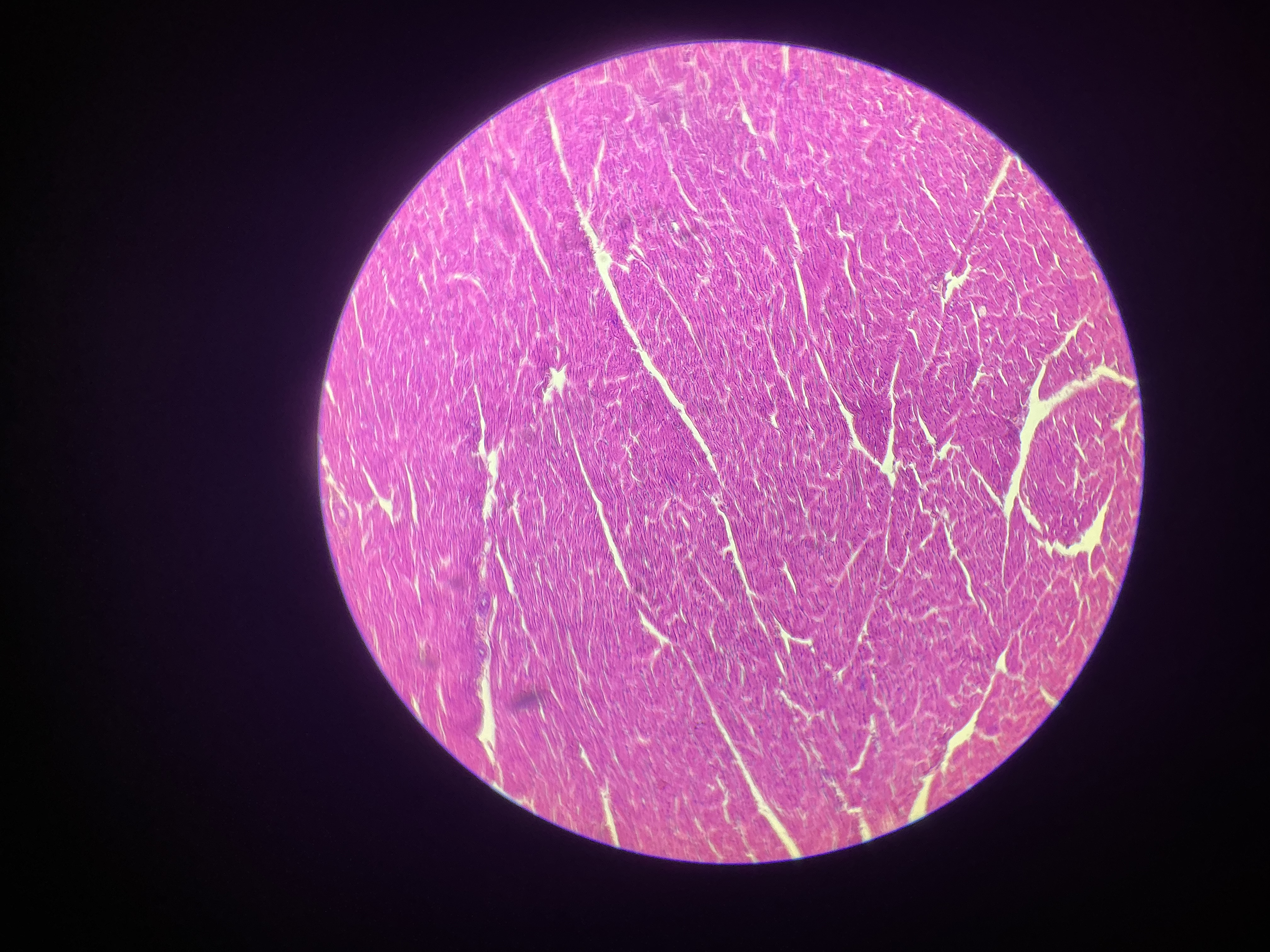 <p>what tissue is this?</p>