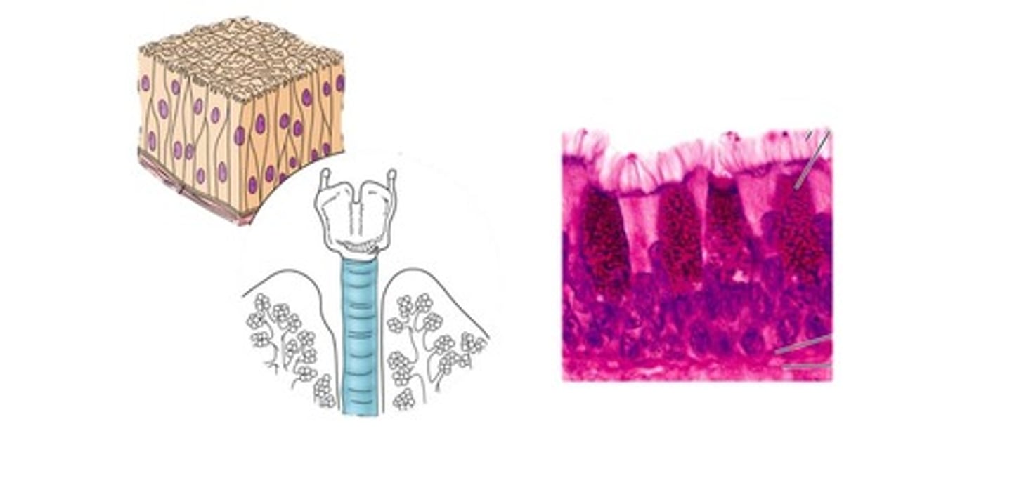 <p>looks stratified or looks like in layers, but really just odd shaped columnar cells with nuclei located in different parts of each cell. Found in the cells of the respiratory system.</p>