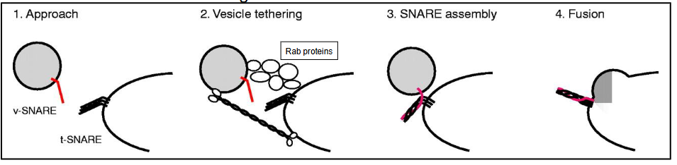 <ul><li><p class=""><strong>Approach</strong></p><ul><li><p class="">Uses <strong>cytoskeleton</strong> and <strong>motor proteins</strong></p></li><li><p class="">Can be <strong>anterograde</strong> (forward) or <strong>retrograde</strong> (backward)</p></li></ul></li><li><p class=""><strong>Tethering</strong></p><ul><li><p class="">Uses <strong>Rab family proteins</strong> and other specialized proteins</p></li></ul></li><li><p class=""><strong>Docking (SNARE assembly)</strong></p><ul><li><p class="">Vesicle has <strong>v-SNARE</strong></p></li><li><p class="">Target membrane has <strong>t-SNARE</strong></p></li><li><p class=""><strong>SNARE </strong>proteins <strong>interwind</strong> to form <strong>SNARE complex</strong></p></li><li><p class="">SNARE complex <strong>pulls </strong>vesicle and target membrane closer (initiates lipid mixing)</p></li></ul></li><li><p class=""><strong>Fusion of vesicle and target membrane</strong></p><ul><li><p class="">Fusion allows for cargo to release</p></li><li><p class="">SNARE complex is dissembled</p></li></ul></li></ul><p></p>