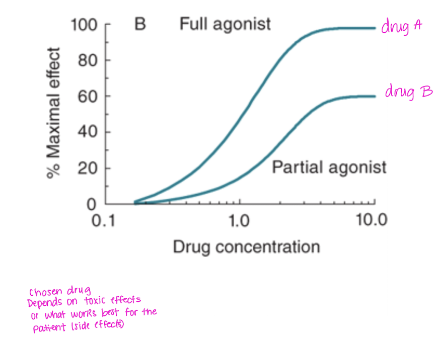<p>Similar response as the agonist (ncreasing the concentration of the drug will increase the biologic response) BUT it will never produce 100% of the response even at very high doses</p><ul><li><p>it is less efficacious than the full agonist </p></li></ul><p></p>