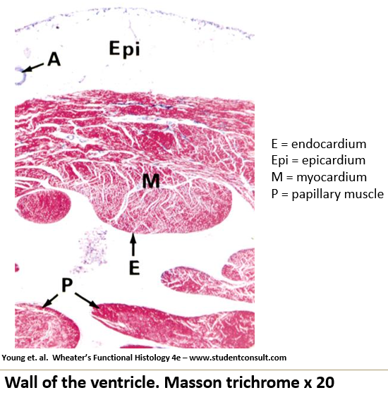 <p>They <strong>hold tension on the chordae tendineae</strong>, preventing valve prolapse.</p>