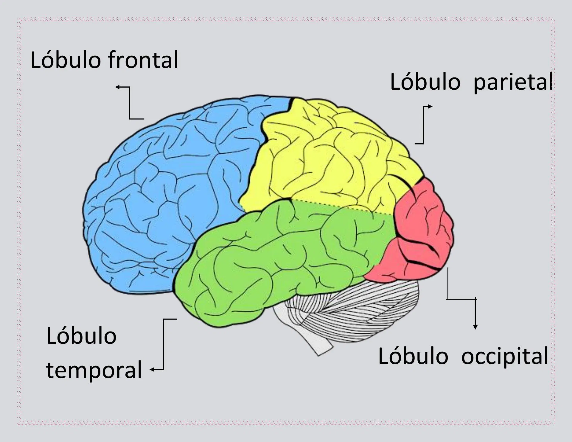<p>lóbulo</p>