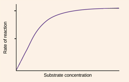 <p>substrate concentration graph</p>