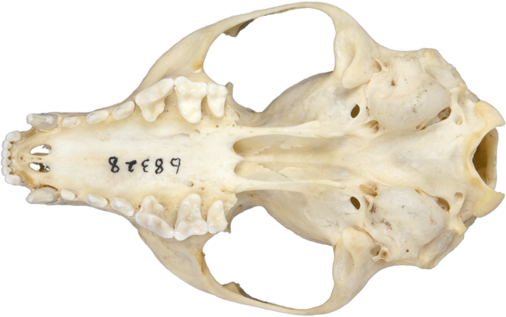 <p>no alisphenoid canal</p>